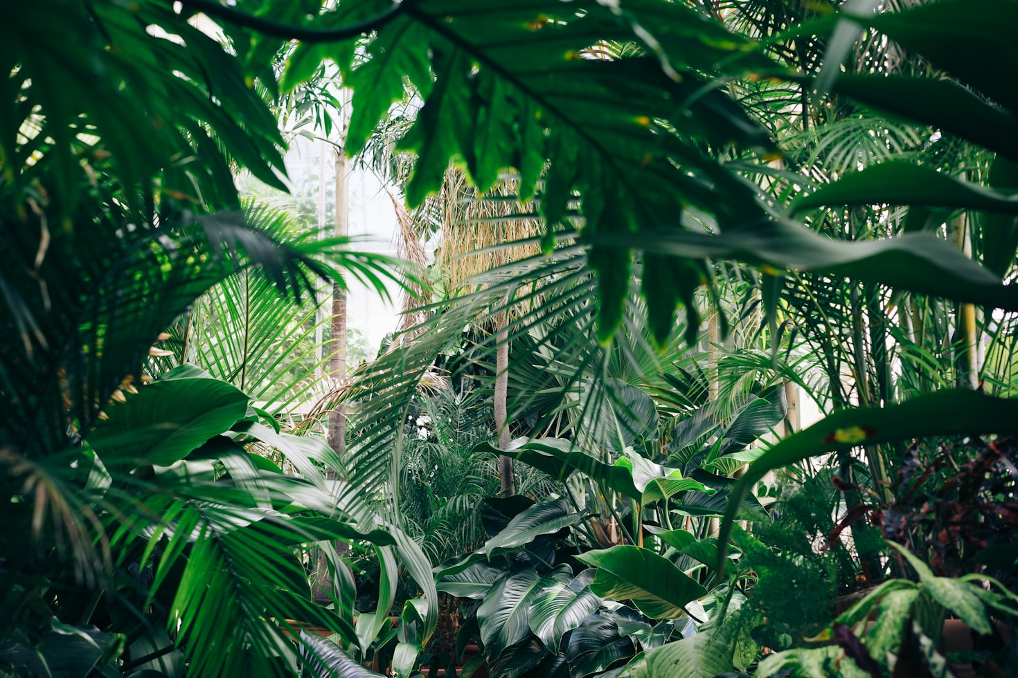 Why Carbon Dioxide is Crucial for Growth