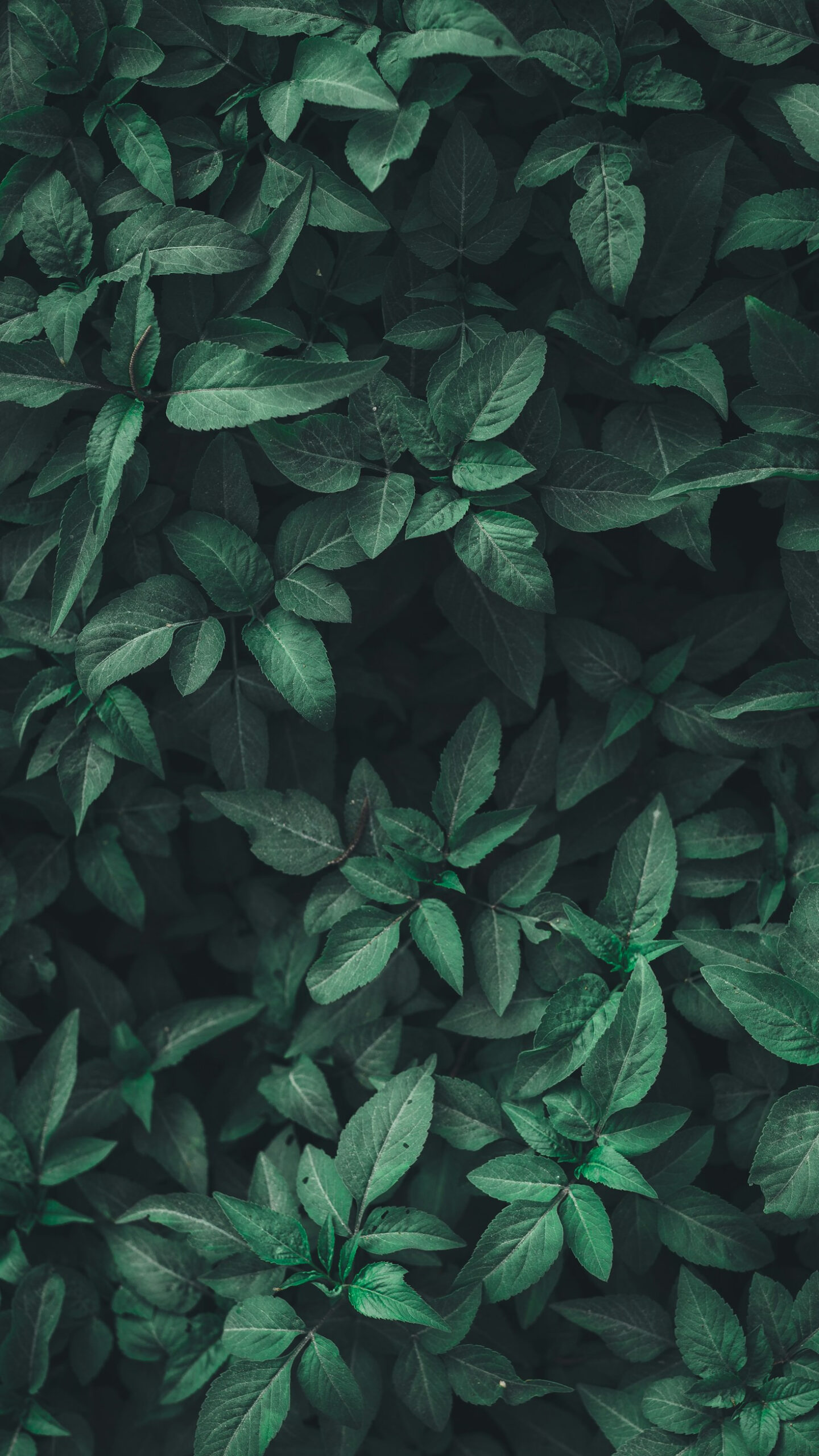The Role of CO2 in Photosynthesis